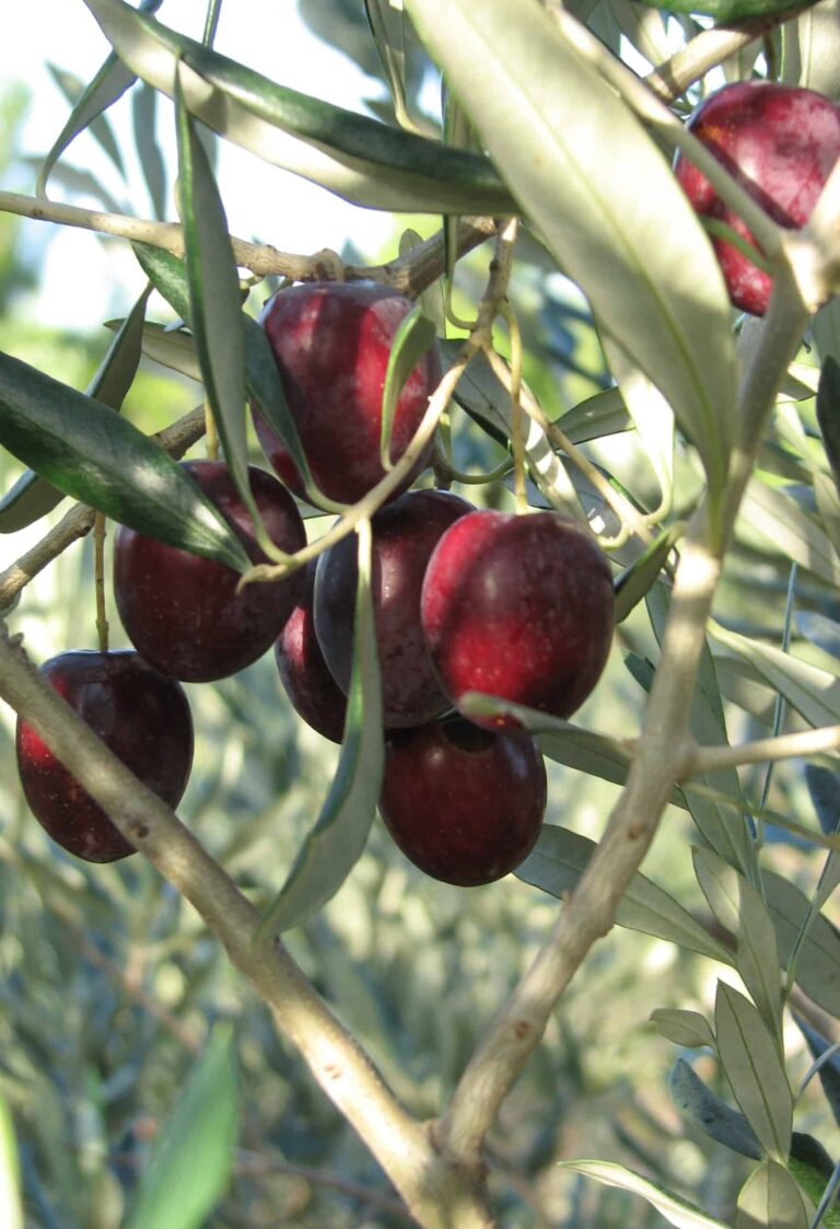 get-childitem *qnap | foreach {rename-item $_ $_.name.replace(