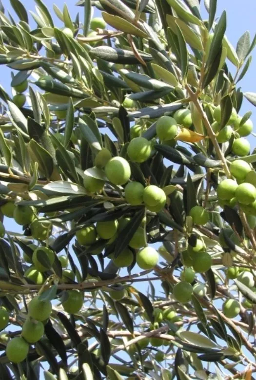 Close up of an Evergreen Olive Tree with green hardy leaves and plenty of ripe green olives shining in the sunlight behind a bright blue sky.