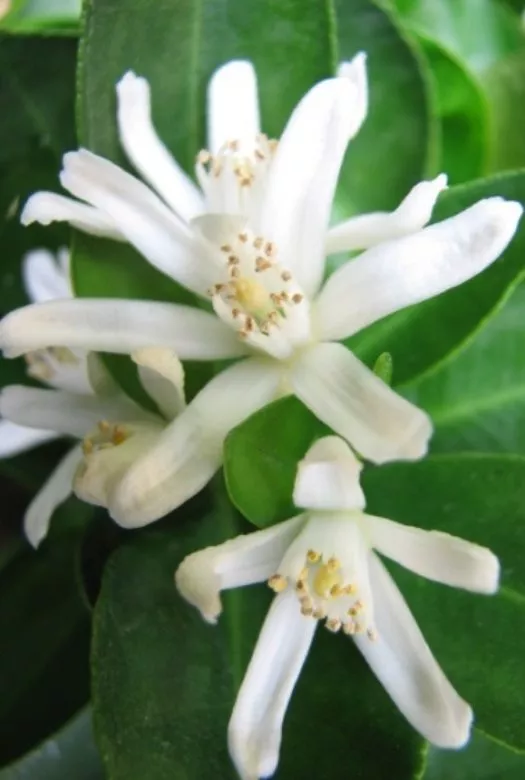 A close up of three white Calamondin Orange Blossom Flowers which are star shaped with a yellow, surrounded by deep green leaves