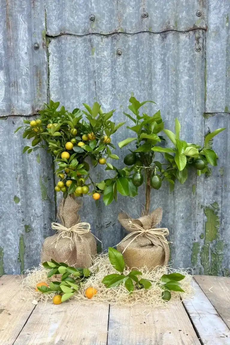 Pair of hessian-wrapped potted citrus trees: a Calamondin orange and a lemon tree, glossy green leaves with small fruits.