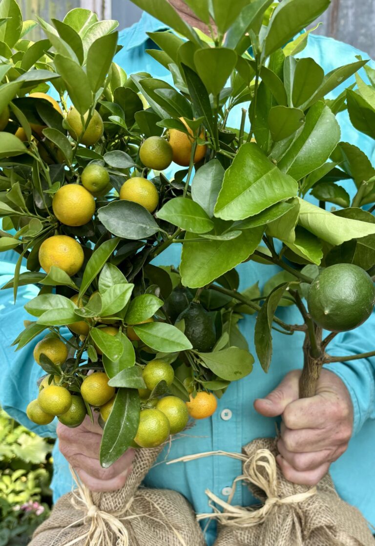 Pair of hessian-wrapped potted citrus trees: a Calamondin orange and a lemon tree, glossy green leaves with small fruits.
