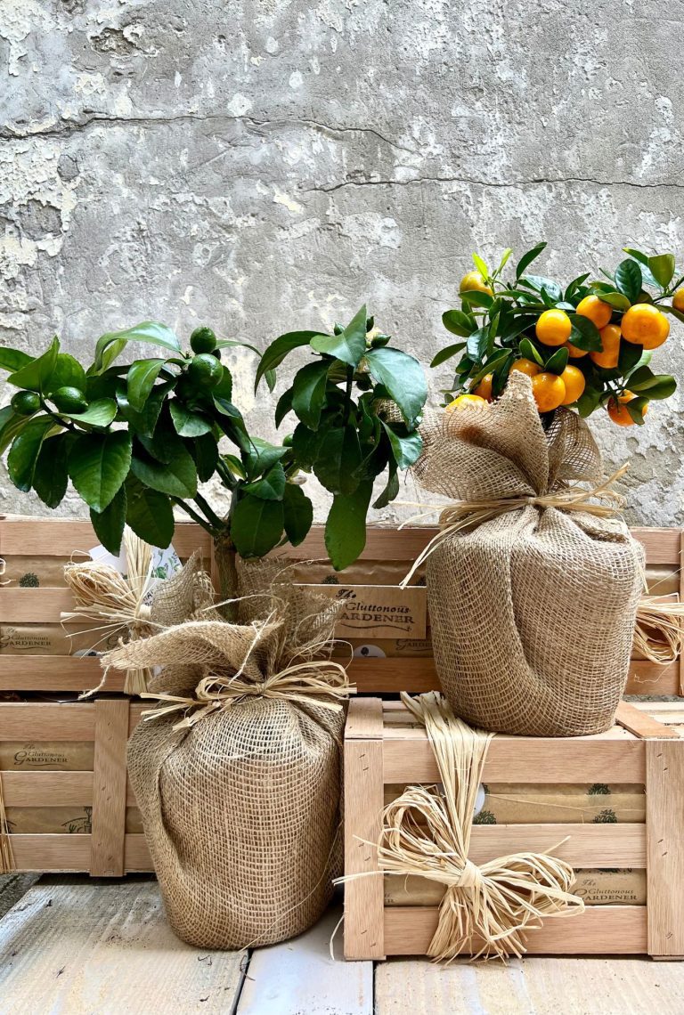 Two potted Orange trees wrapped with hessian and twine placed on wooden crates.