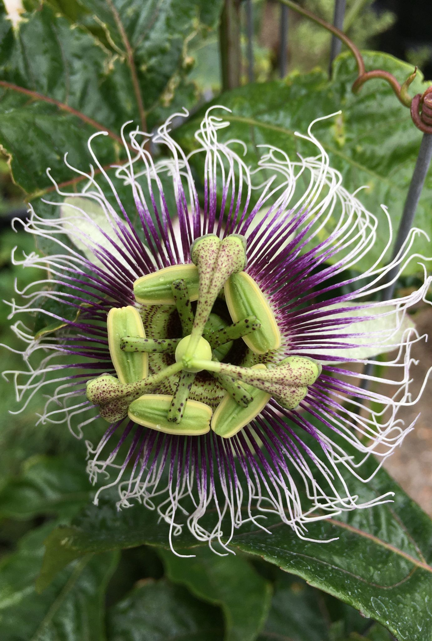 Close up of a dark purple and white Passion Flower with a green centre with leaves in the background.