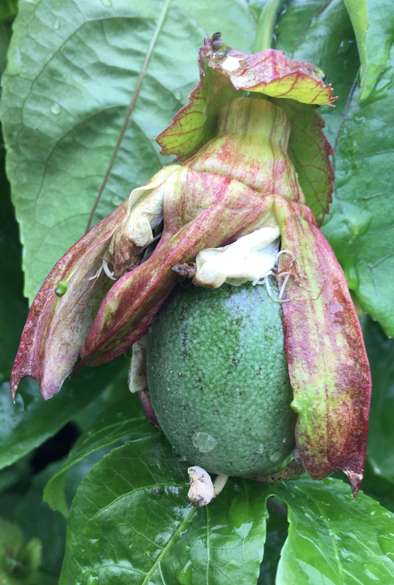 Close up of a Passion Fruit growing in tree amongst leaves.