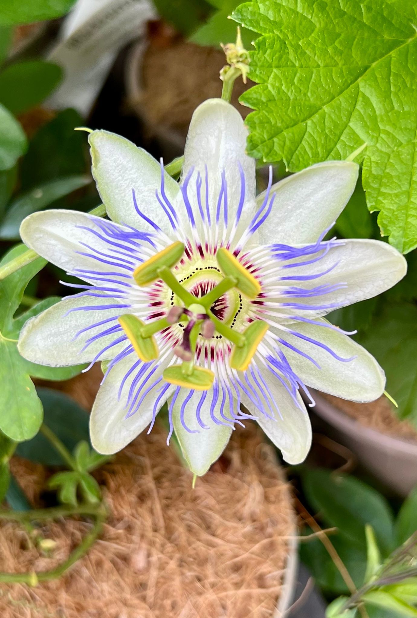 Close up of a white and purple Passion flower with a green centre.