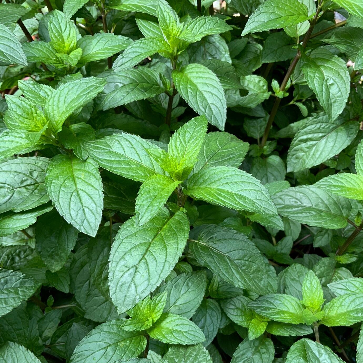 Lush green Peppermint growing in the ground.