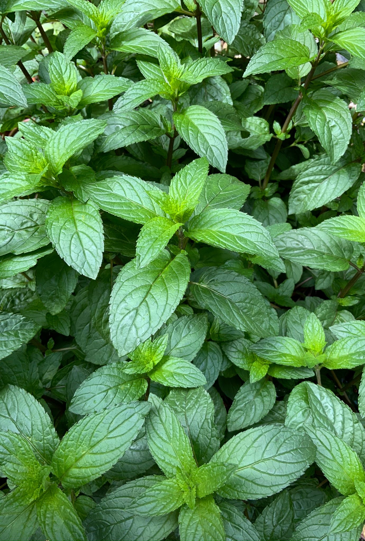 Lush green Peppermint growing in the ground.