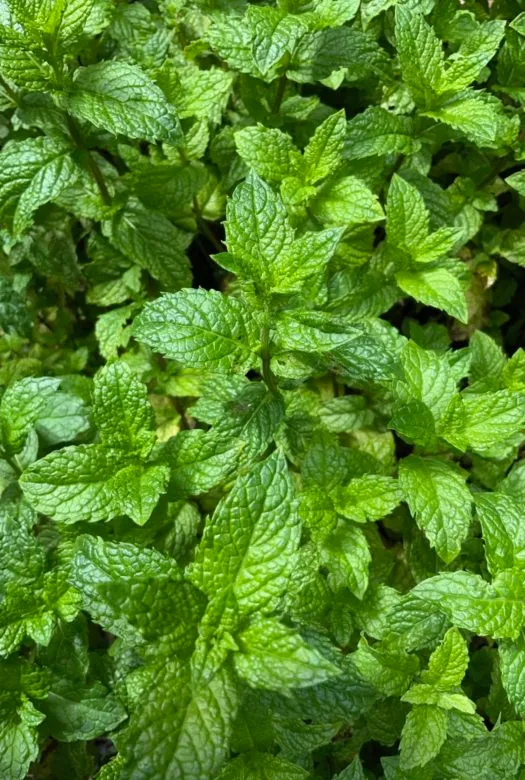 A close up of the bright green tips of peppermint plants.