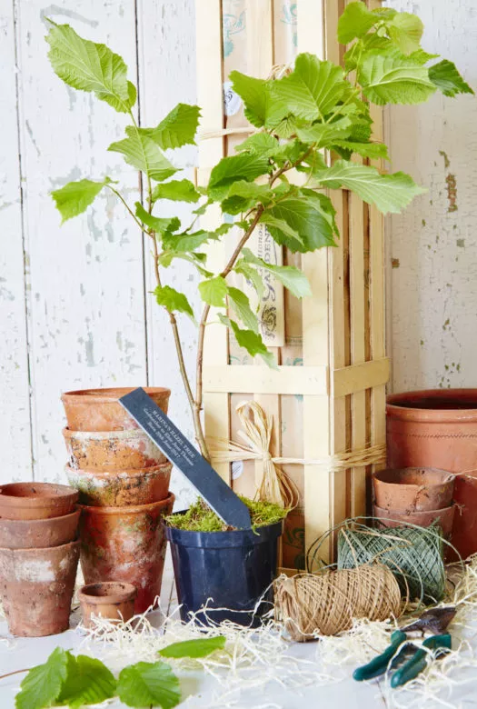 The Gluttonous Gardener wooden gift crate next to a small hazelnut tree in a plastic pot covered with green moss, a personalized slim slate. Eleven terracotta plant pots, garden scissors and ribbons