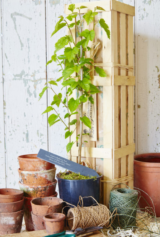 A large Mulberry tree in a plastic pot with a personalised engraved slim slate stake and a pile of terracotta pots in several sizes and two rolls of ribbons in wood wool next to a wooden gift crate.