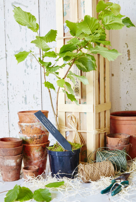 A large Hazel tree in a plastic pot with a personalised engraved slim slate stake and a pile of terracotta pots in several sizes and two rolls of ribbons in wood wool next to a wooden gift crate.