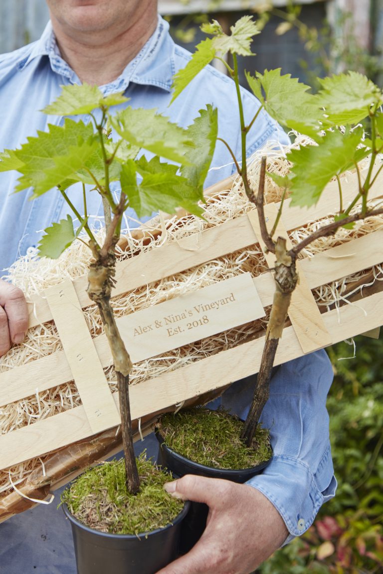 An opened wooden gift crate, exposing wood wool with a personalised wooden plaque and two grape vine plants in a plastic pot held by a person.