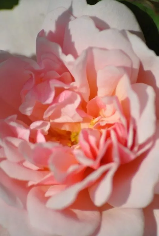 A close up of a pink blossoming rose, a play of shadow and light on the sunlit rose petals