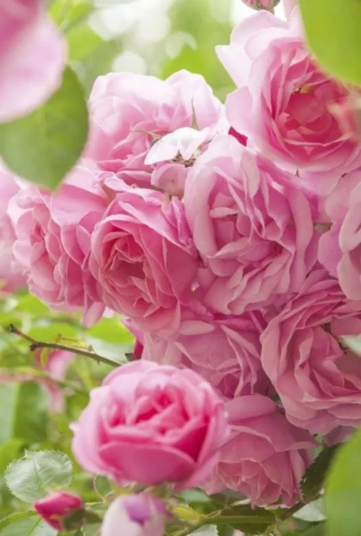 A Bouquet of ten fresh pink blossoming roses framed with green leaves.