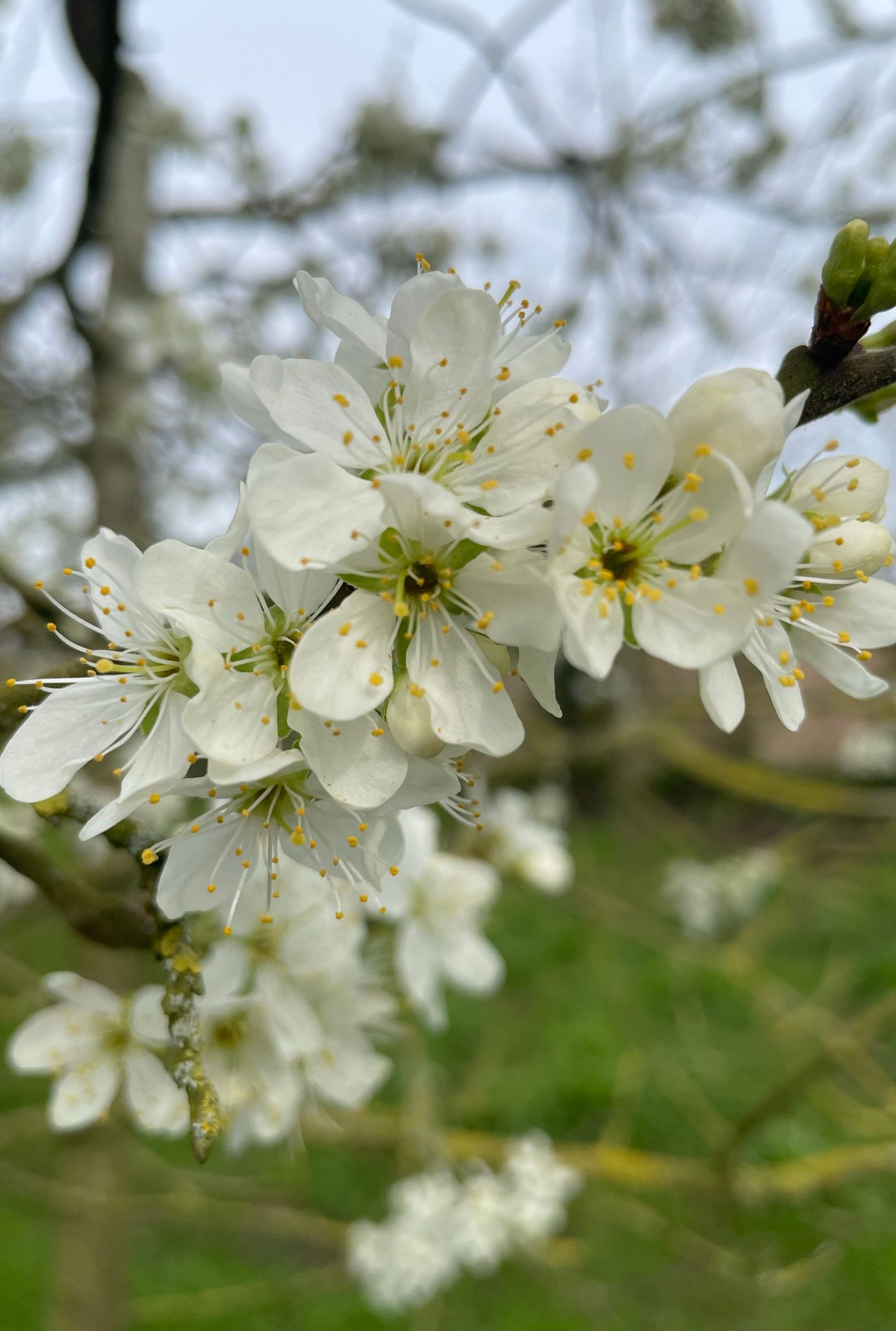 Close up of white Plum blossoms growing outside on tree.