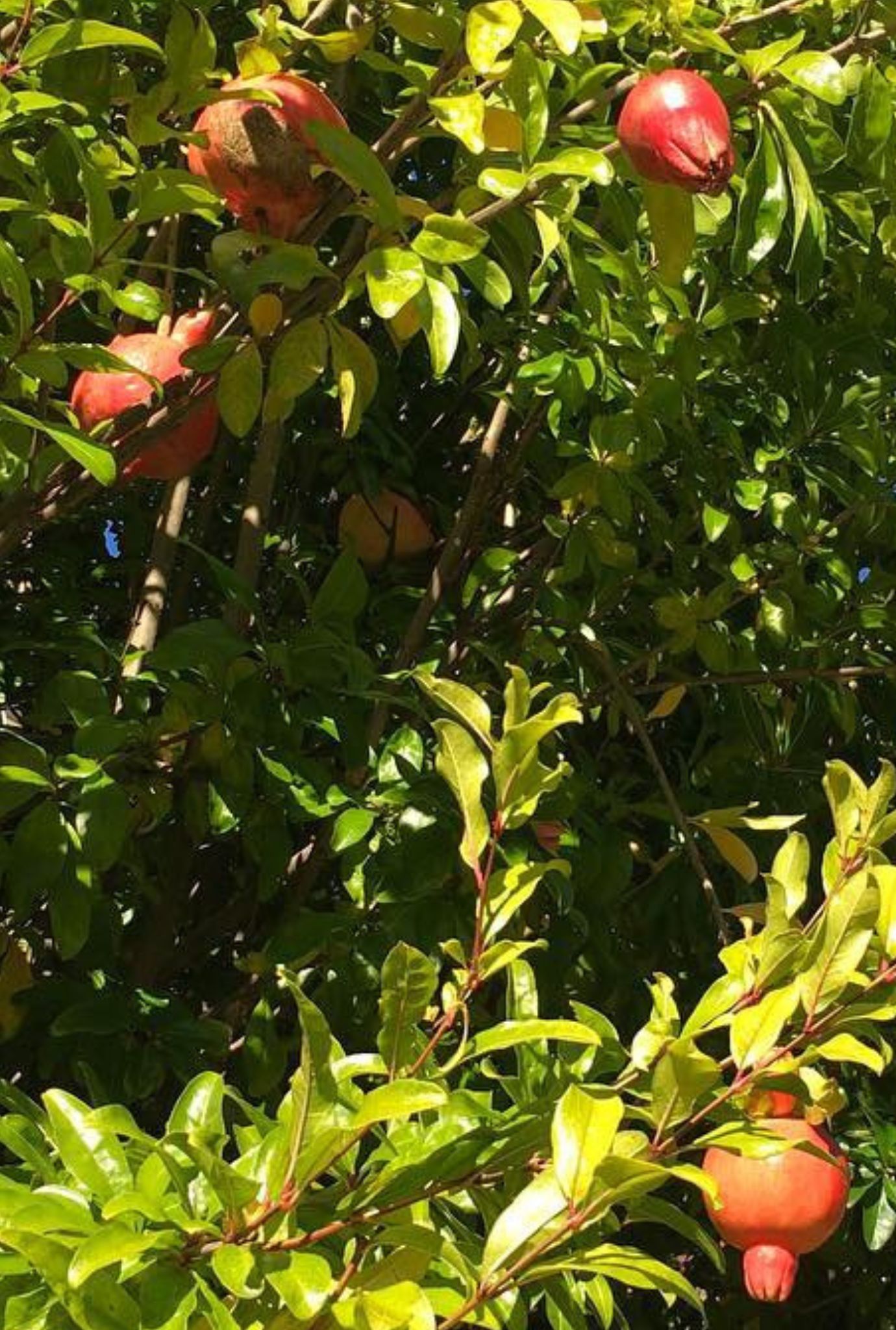 Pomegranates growing in tree surrounded by leaves.