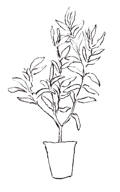 Illustration of a potted olive tree.