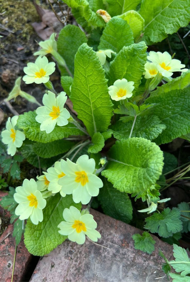 Multiple light yellow Primrose flowers amongst leaves.