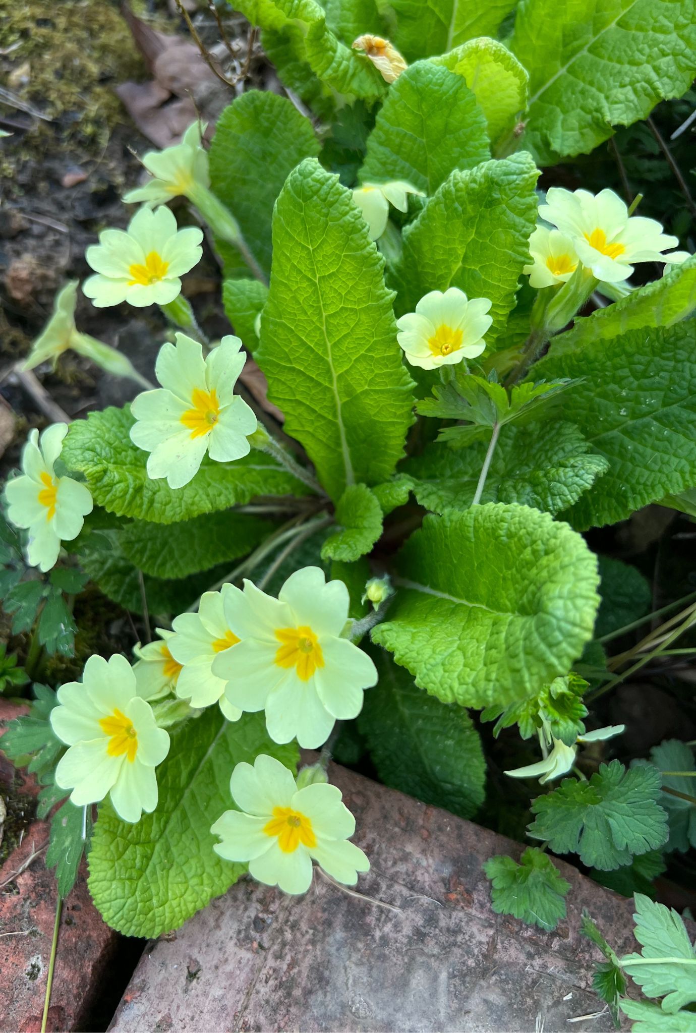 Multiple light yellow Primrose flowers amongst leaves.