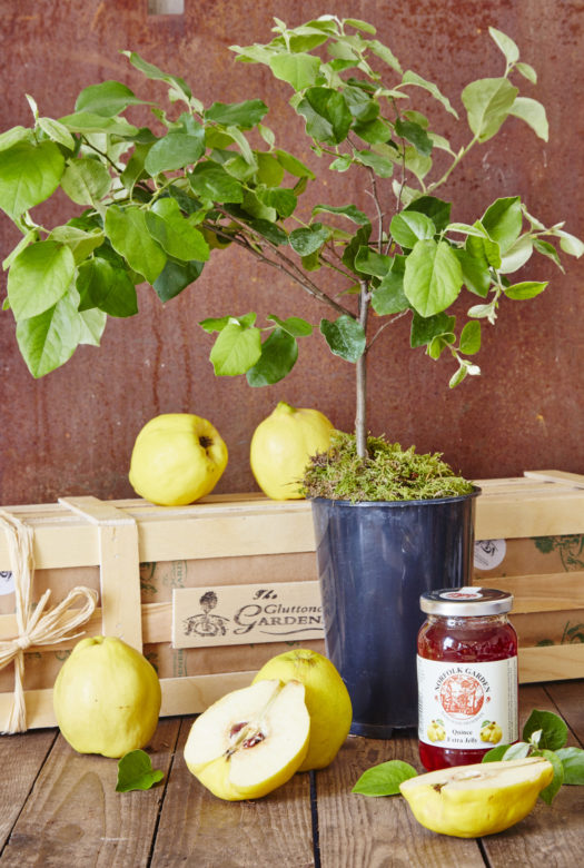 A quince tree in a plastic pot and a jar of red quince jelly surrounded by beautiful bright yellow quince fruits, a few halved and a wooden gift crate in the background.