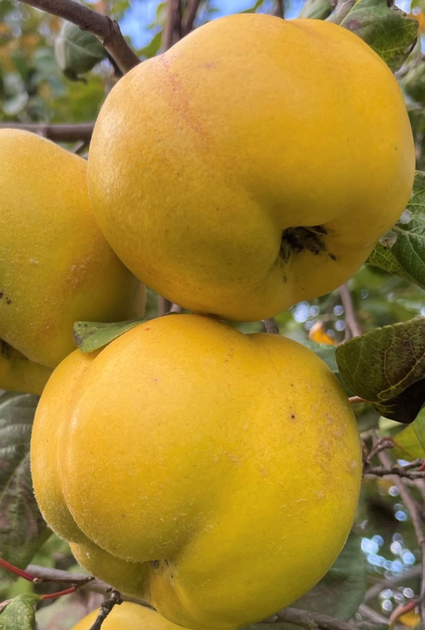 Close up of a few ripe yellow Quince fruit outside on stem.