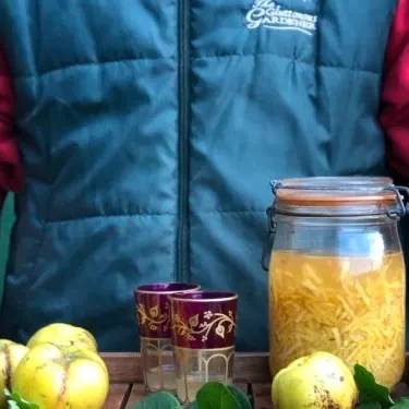 A wooden tray held by a person holding a canning jar filled with sliced quince and a liquid next to a pair of two vodka glasses and a few fresh yellow quince fruits.