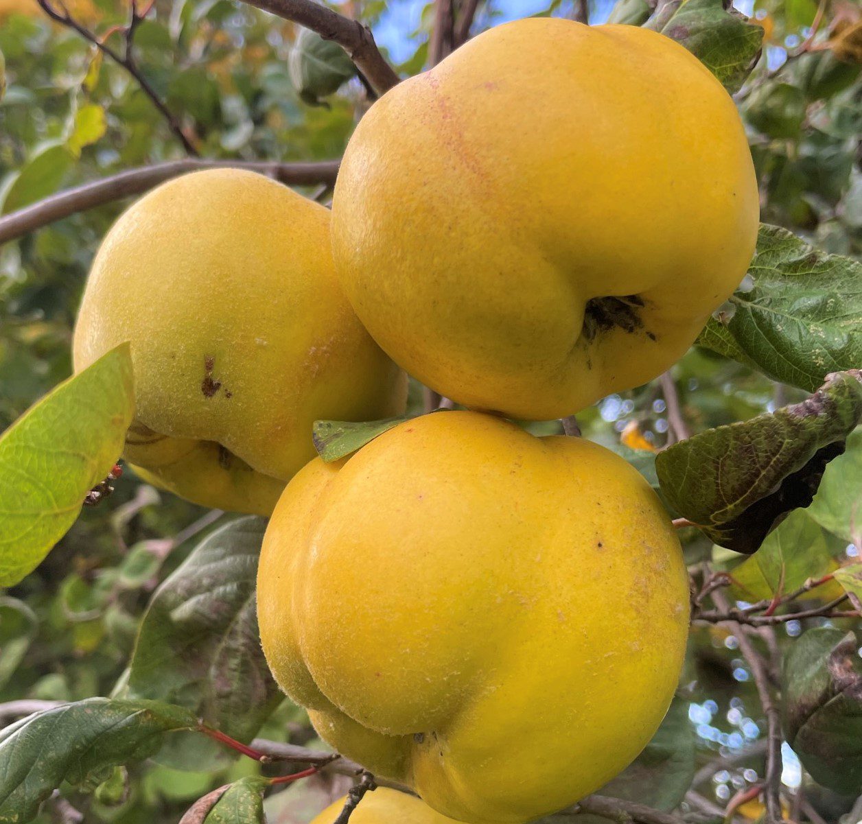 Close up of three Quinces growing on a tree.