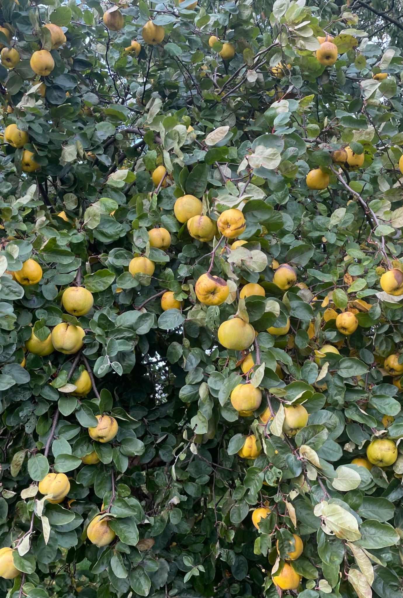 Lots of ripe yellow Quince growing on a dark leafy green bush.