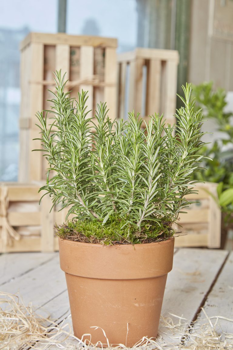 A rosemary plant in a terracotta pot nestled in wood wool with wooden gift crates in the background.