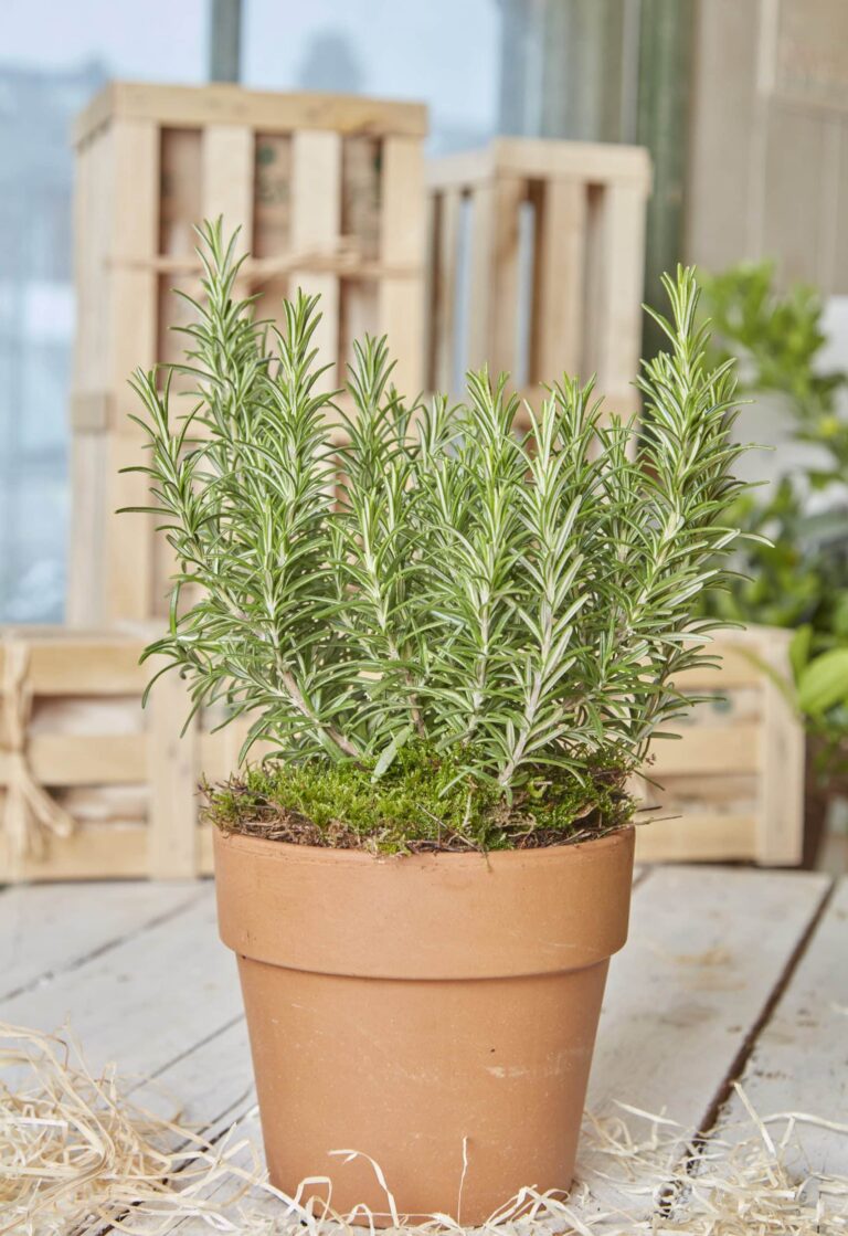 A rosemary plant in a terracotta pot nestled in wood wool with wooden gift crates in the background.