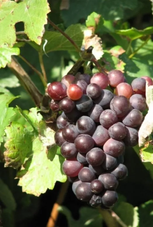 A red rape vine carrying abundant ripe deep red grapes on a green and healthy red grape vine plant.