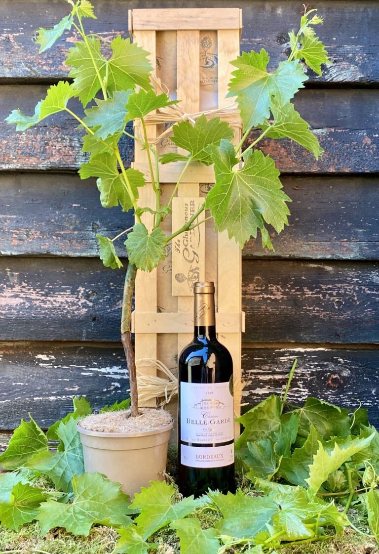 Perfect gift for red wine lovers. Create your very own vineyard with a red grape vine! Enjoy fresh grapes or make your own wine. Free delivery included.