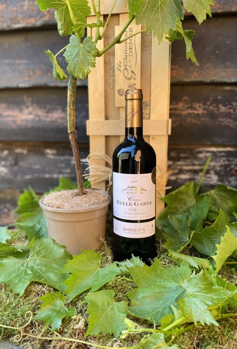 Perfect gift for red wine lovers. Create your very own vineyard with a red grape vine! Enjoy fresh grapes or make your own wine. Free delivery included.