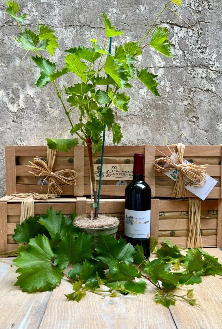 Perfect gift for red wine lovers. Create your very own vineyard with a red grape vine! Enjoy fresh grapes or make your own wine. Free delivery included.