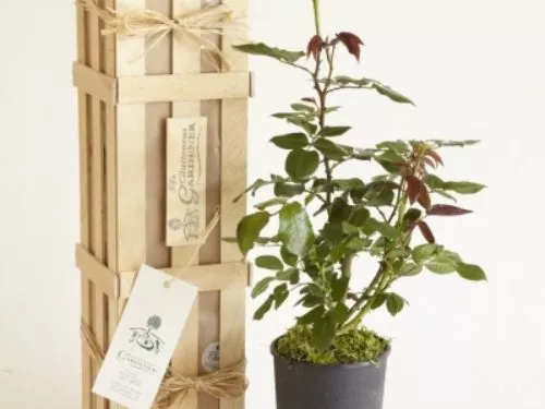 A potted rose plant with shiny green leaves next to a wooden gift crate with a gift tag.