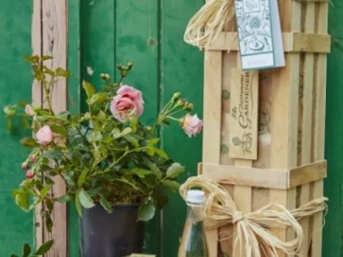 A pink rose bush with pink flowers in bloom and small flower buds in a plastic pot next to a wooden gift crate with a gift tag.