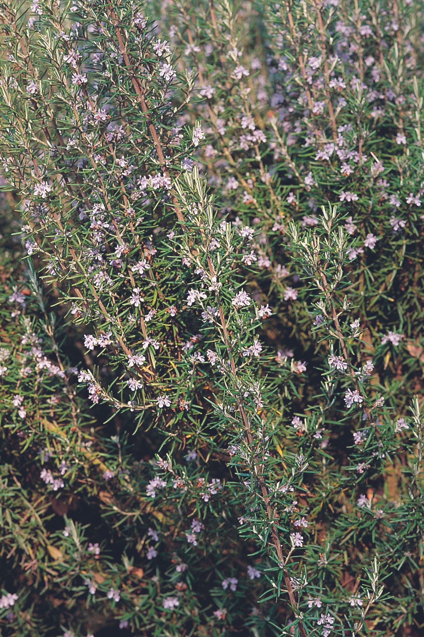 A Rosemary bush with small pink and white flowers blossoming.