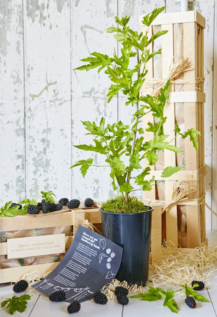Young potted Mulberry plant with mulberries and wooden crate insert.