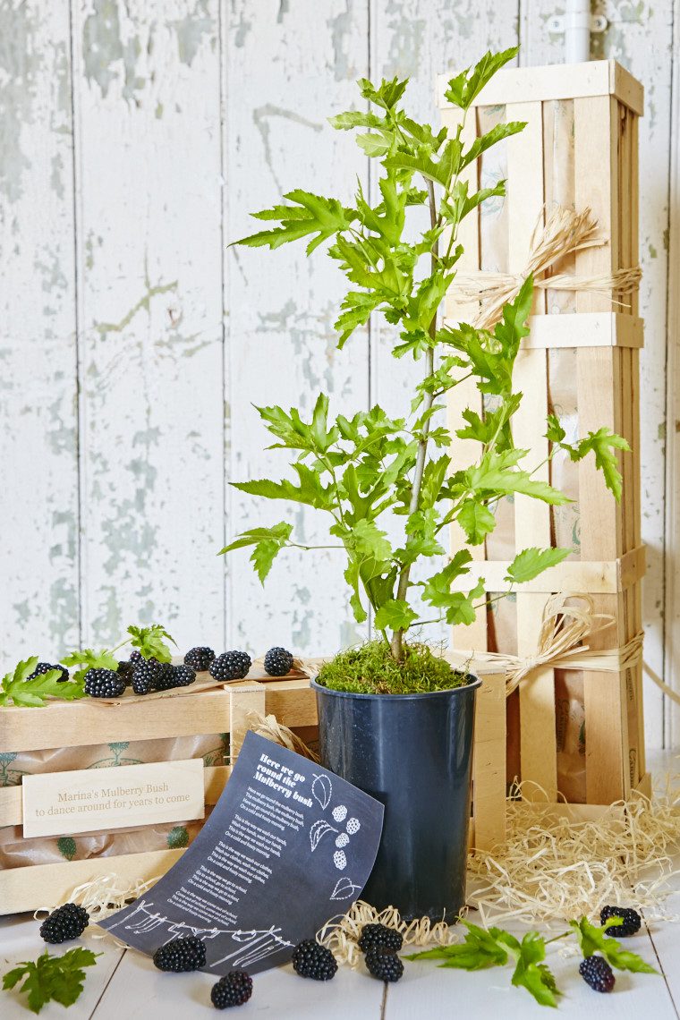 Young potted Mulberry plant with mulberries and wooden crate insert.