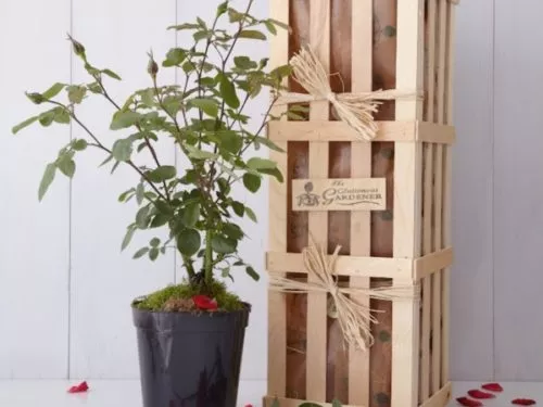 A ruby rose plant in a plastic pot next to a wooden gift crate.