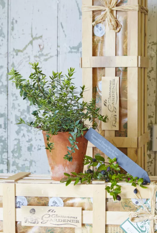 A Myrtle bush in a terracotta pot with a personalised slate stake and and a few myrtle twigs with blue berries of the myrtle tree, placed on top of a wooden gift crate.