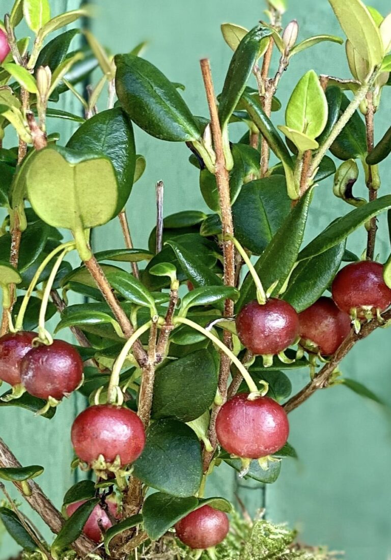 Chilean guava berries close up.