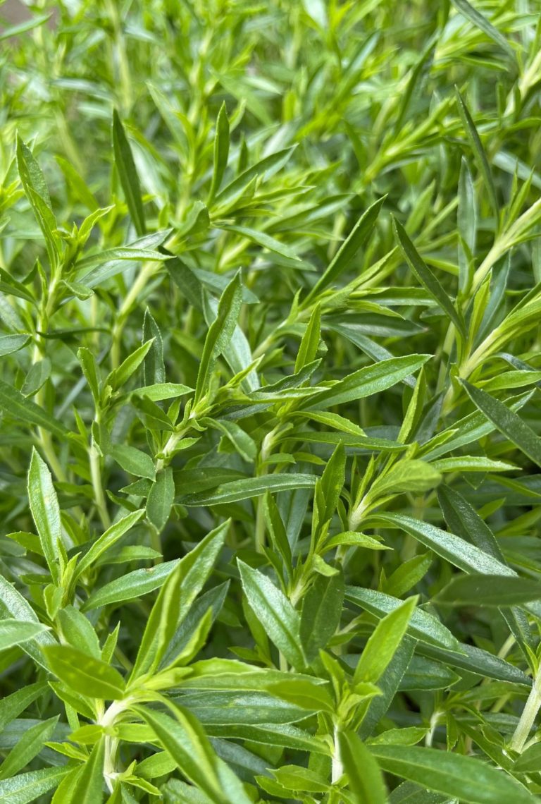 Bright green Savoy leaves growing outside.
