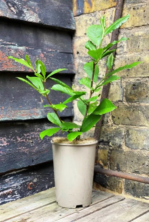 A healthy young magnolia tree with fresh green leaves in a plastic pot placed in the corner of a yard on a wooden floor.