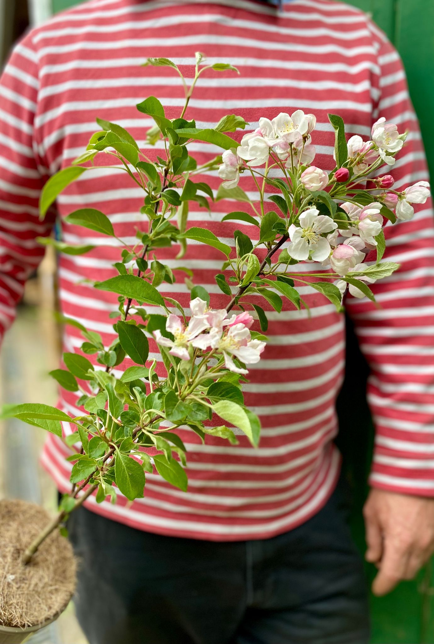 Scented Crab Apple white and pink blossoms growing on a leafy green potted tree being held by man in striped top.