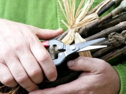 A bunch of plants with a tie held by two hands with garden scissors.