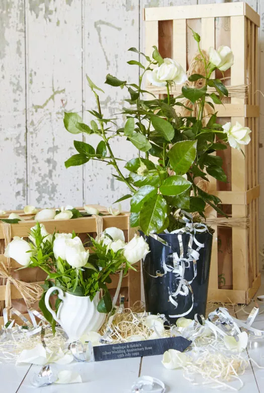 An ensemble of a white wedding rose in a plastic pot with silver gift ribbon next to a small white jar with a small bouquet of white roses, places on wood wool. surrounded by white rose petals and pieces of silver gift ribbon. A pair of wooden gift crates in the background.