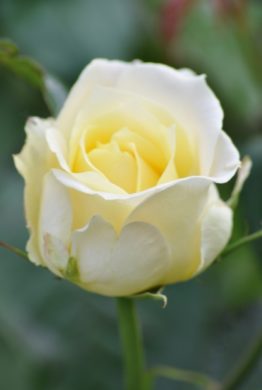 Close up of a bright white rose flower in bloom against a green background.