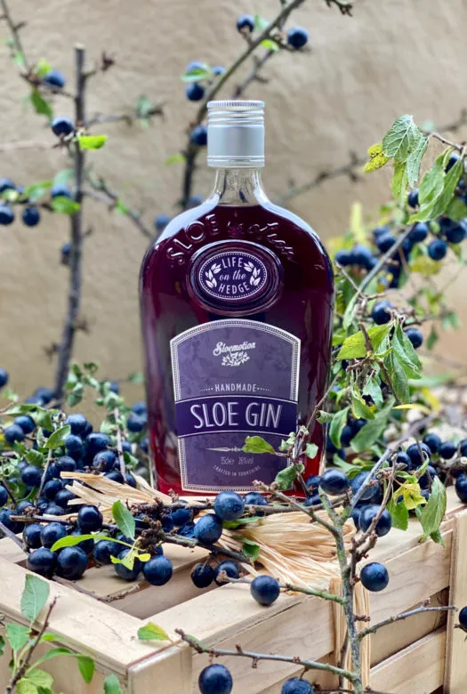 A bottle of Handmade Sloe Gin places on a Gluttonous Gardener wooden Gift crate surrounded by several fruit bearing Sloe Gin Bush twigs that carry large blue ripe berries.