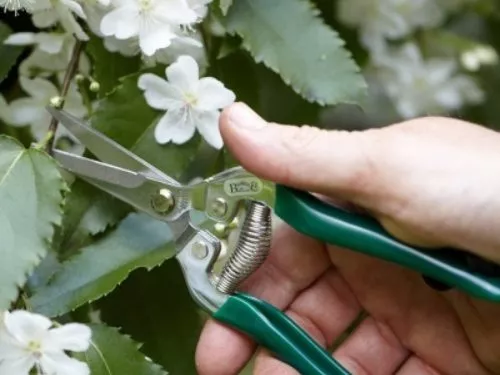 Green garden scissors held by a hand in front of a crab apple tree with white blossom.